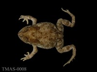 藏品(黑眶蟾蜍)的圖片